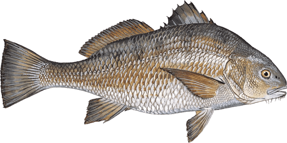 Black drum illustration