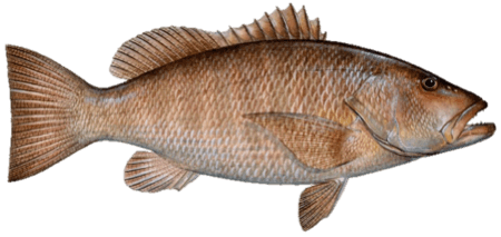 Cubera snapper illustration