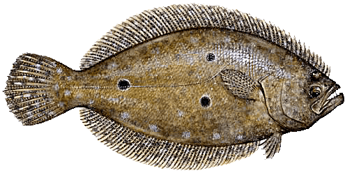 Flounder illustration