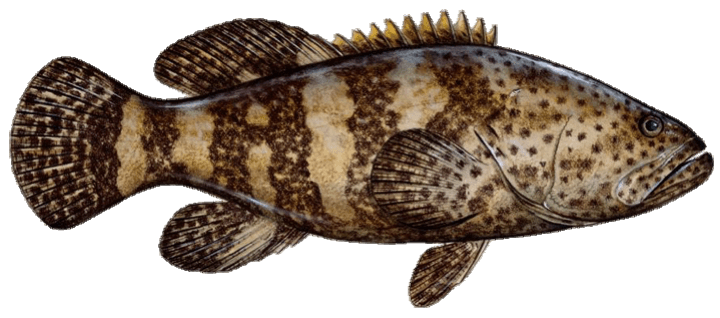Goliath grouper illustration