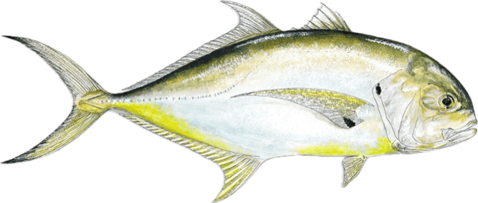 Jack crevalle illustration