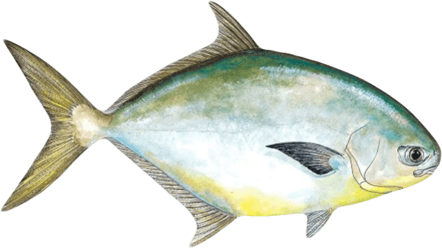 Pompano illustration