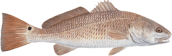 Redfish illustration