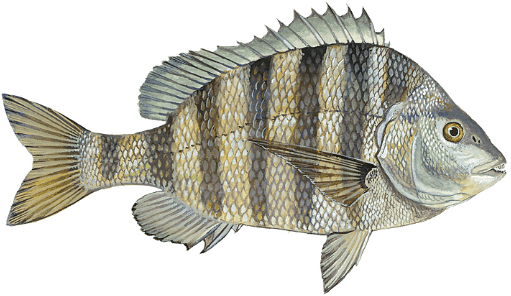 Sheepshead illustration