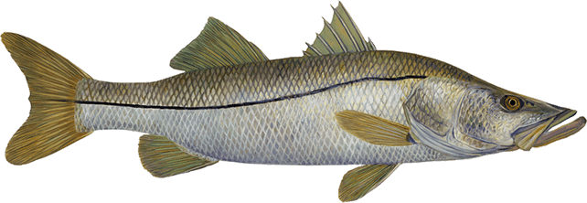 Snook illustration