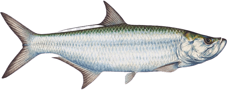 Tarpon illustration