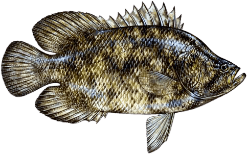 Tripletail illustration