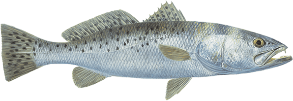 Speckled sea trout illustration